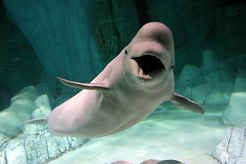 random beluga picture