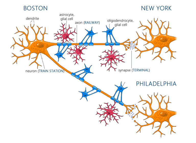 Exercise Alters Brain Chemistry to Protect Aging Synapses